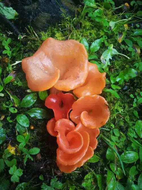 千奇百怪玉龙雪山野生菌,你认识几种?