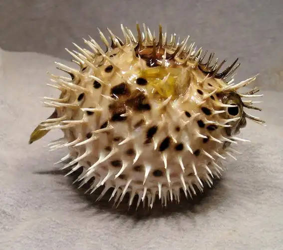 p>刺鲀(diodontidae;porcupinefishes),硬骨鱼纲, a target="_blank"