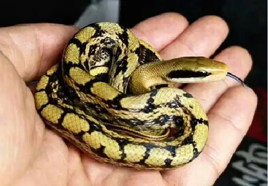 小菜花蛇吃腐食吗