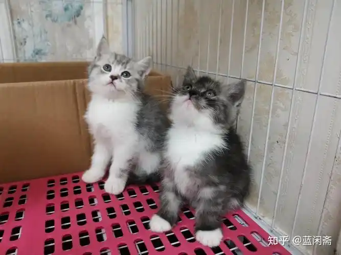 蓝白英短和银渐层交配会是什么颜色? - 知乎