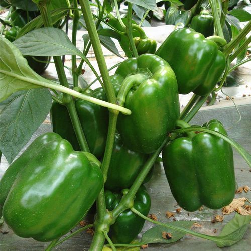 超大甜椒 常丰大甜椒种子 方椒种籽辣椒种子 阳台种菜种子四季播