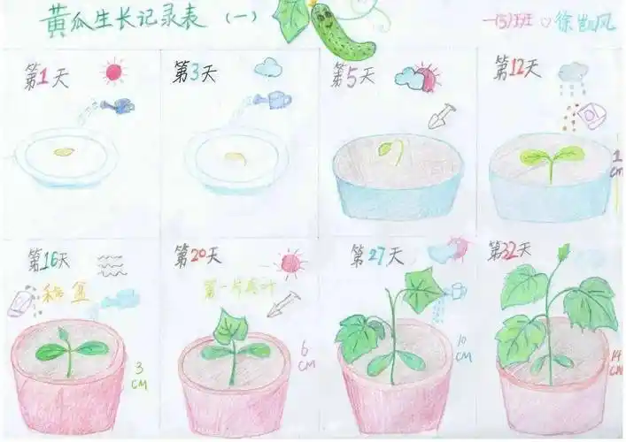 徐凯风同学手绘记录了黄瓜的生长日志.