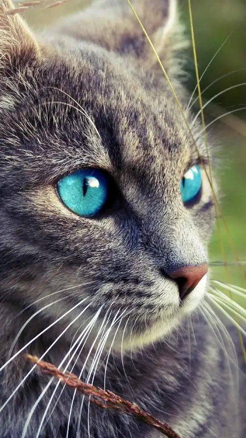 灰色的猫,蓝眼睛,草 1080x1920 iphone 8/7/6/6s plus 壁纸,图片,背景