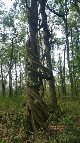 长势凶猛的藤蔓植物像巨蟒一样紧紧缠绕着树木