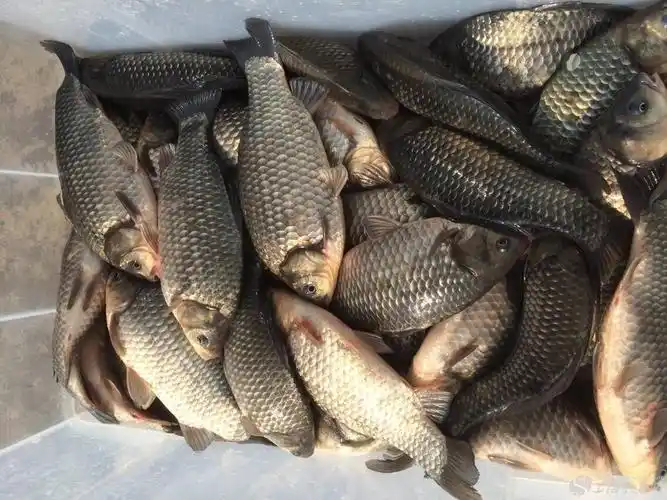 这个几天的渔获照片,上百斤的好几位,真是爽爆了!