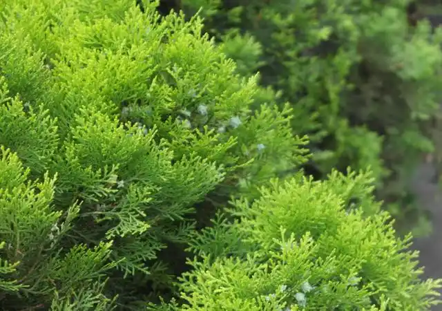 柏树长什么样子?