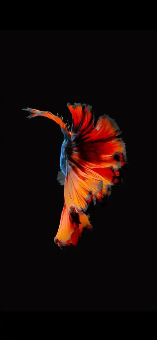 iphone6s包装盒上是什么鱼#这是暹罗斗鱼(betta splendens)原产自