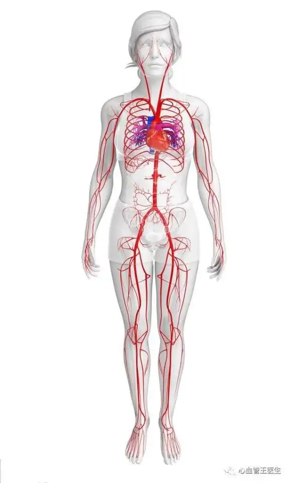 心血管王医生 心血管王医生 我们的身体除了毛发指甲,几乎血管会分布