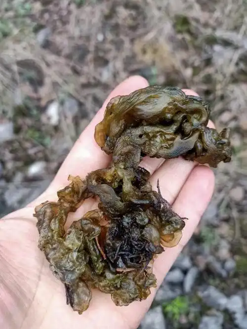 干货都有烘干货晒货现大量批发欢迎电商合作实名认证贵州毕节地区2-25