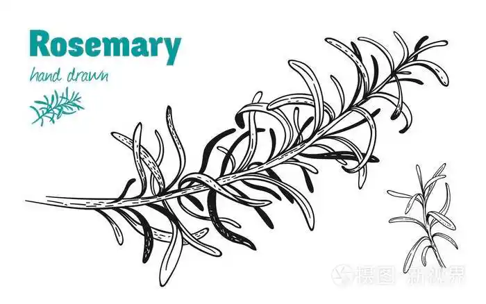 迷迭香枝向量手绘插图插画-正版商用图片0dzi2n-摄图新视界