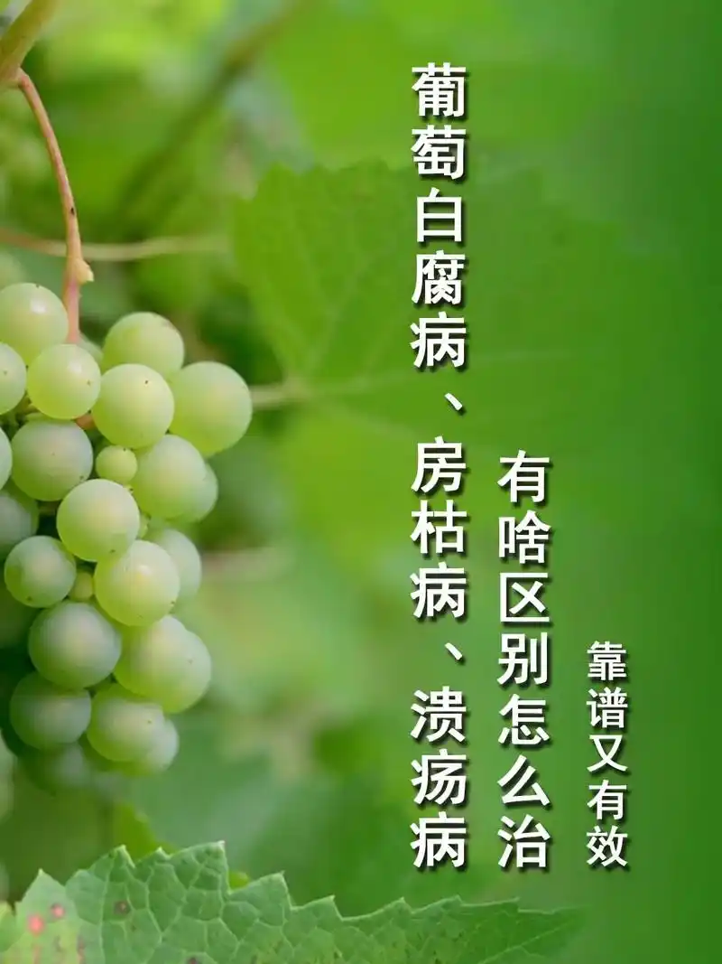 葡萄白腐病房枯病溃疡病,有啥区别怎么办?一,溃疡病与白腐病区 - 抖音