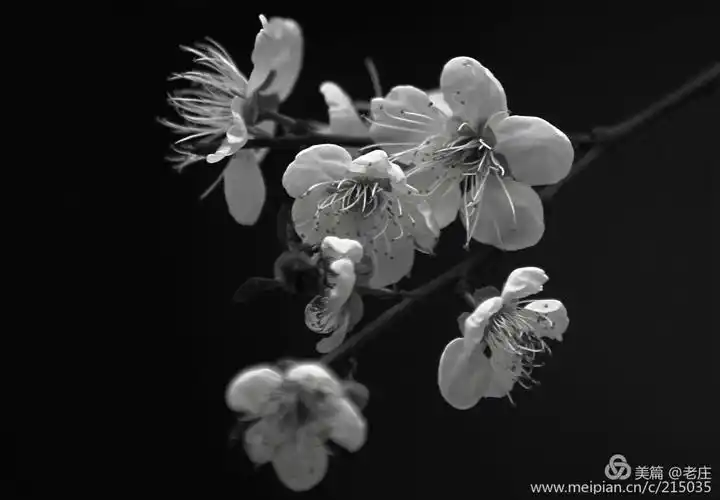 梅花2019(黑白效果)