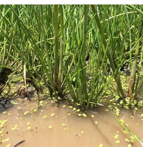 姜芮广西桂林荔浦马蹄苗荸荠种植苗种子脆甜无渣水果高产马蹄苗20棵苗