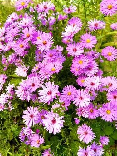 秋天里的小美花