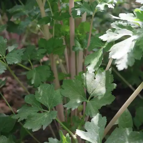 红芹菜种子根茎菜富硒红芹大棚芹菜