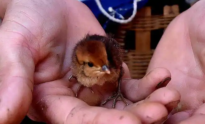 浙江宁波男子因贪吃野鸡被判刑野味不能乱吃什么鸡这么珍贵