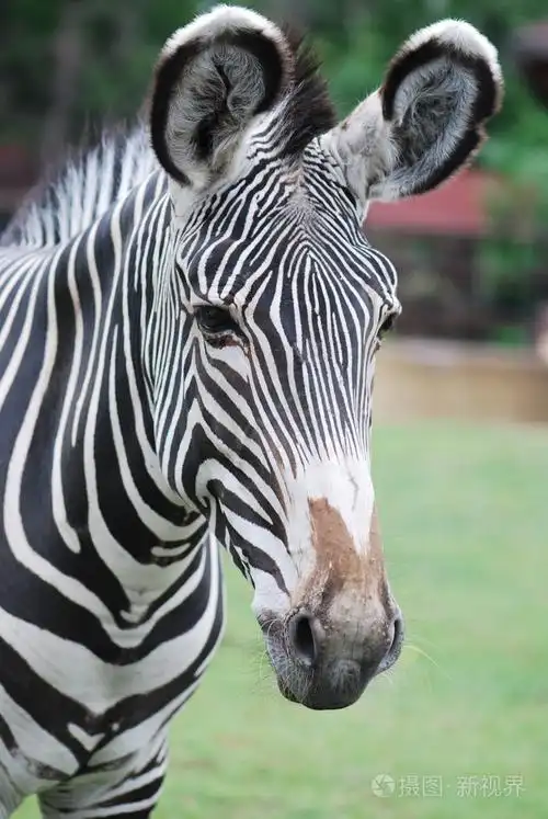 在绿色的原野斑马的头