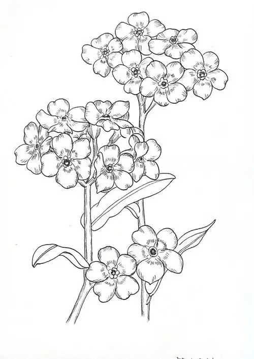 第413天打卡勿忘我