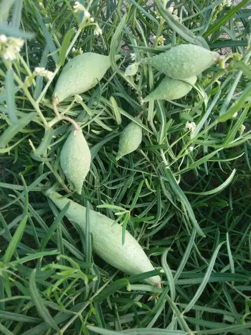 草原上自然生长纯天然无污染的地梢瓜!