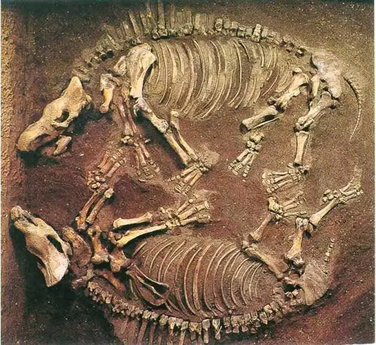 远古化石 带你穿越亿万年时空