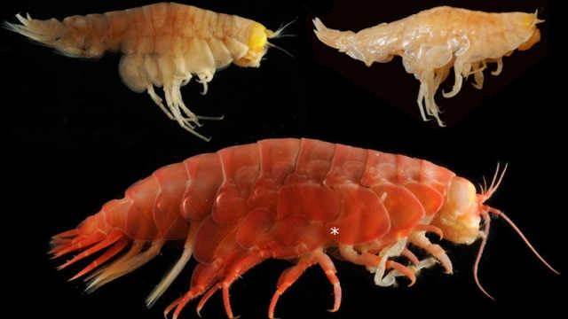 触目惊心!7.5级强震再袭地球,北极冰川倒塌,气温飙升38°c!