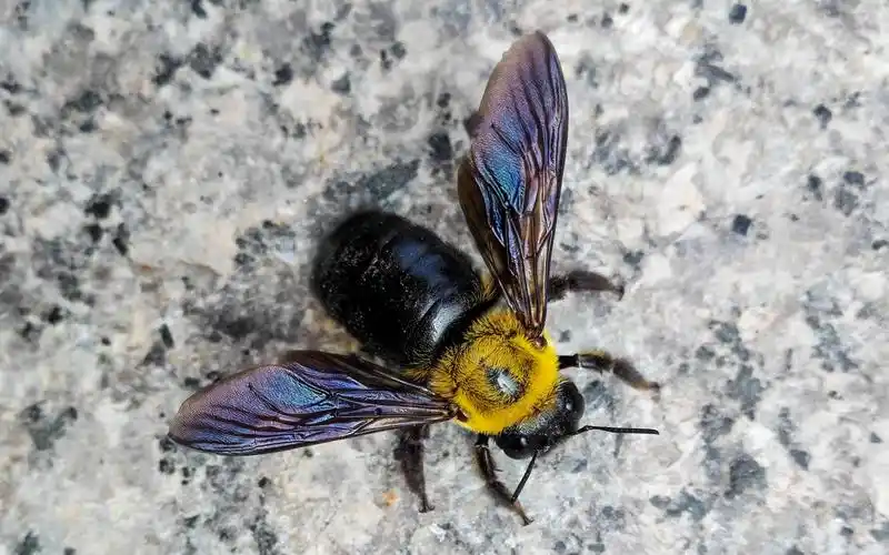 昆虫小视频系列:黄胸木蜂-访花