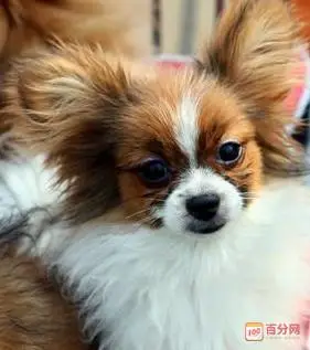 博美犬和蝴蝶犬的串串图片大全