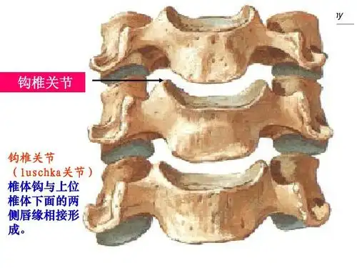 系统解剖学 systematic anatomy 钩椎关节 钩椎关节 (luschka关节)