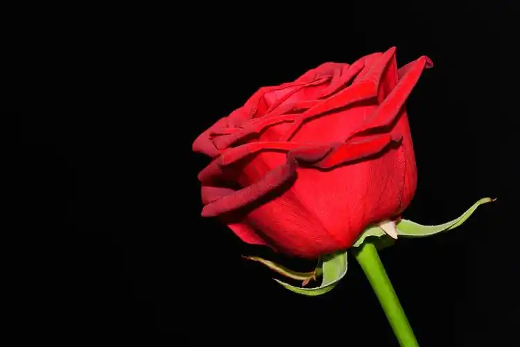 红玫瑰,俯视,黑色背景,花_高清图片_全景视觉