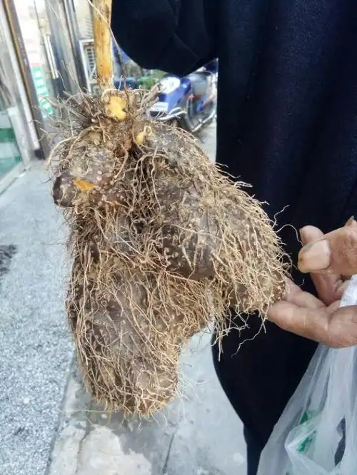 具有广谱抗肿瘤作用的野生中草药――黄药子