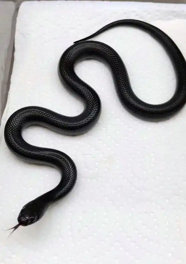 五彩斑斓的黑简直是泰酷辣 性格温顺并且消化功能比玉米 - 抖音