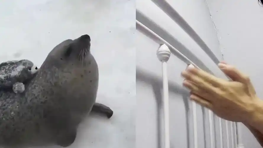 活动  【如果感到幸福你就拍拍手】给海豹先生鼓掌配音