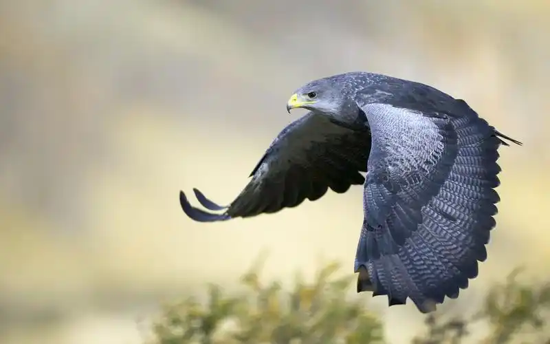 首页 动物与鸟 老鹰 灰鹰飞翔,翅膀 壁纸 灰鹰飞翔,翅膀 桌布 - 1440x