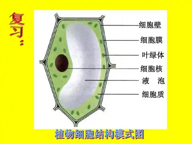 2.1.3 观察动物细胞