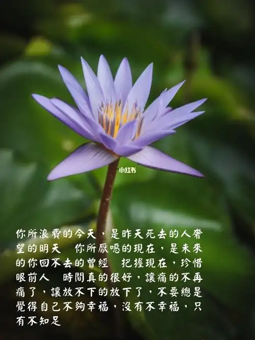 花语没有不幸福只有不知足图片大全一切是奢求的图片你所浪费的今天