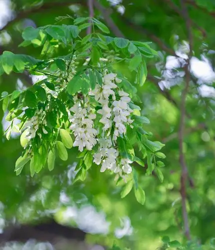 【首发】刺槐花