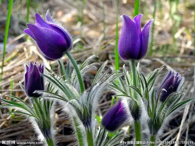 白头翁花摄影图__花草_生物世界_摄影图库_昵图网nipic.com