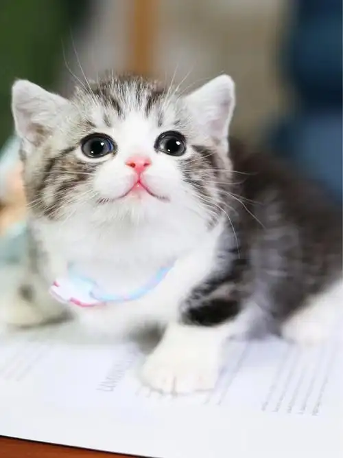 找新家曼基康美短起司加白矮脚弟弟