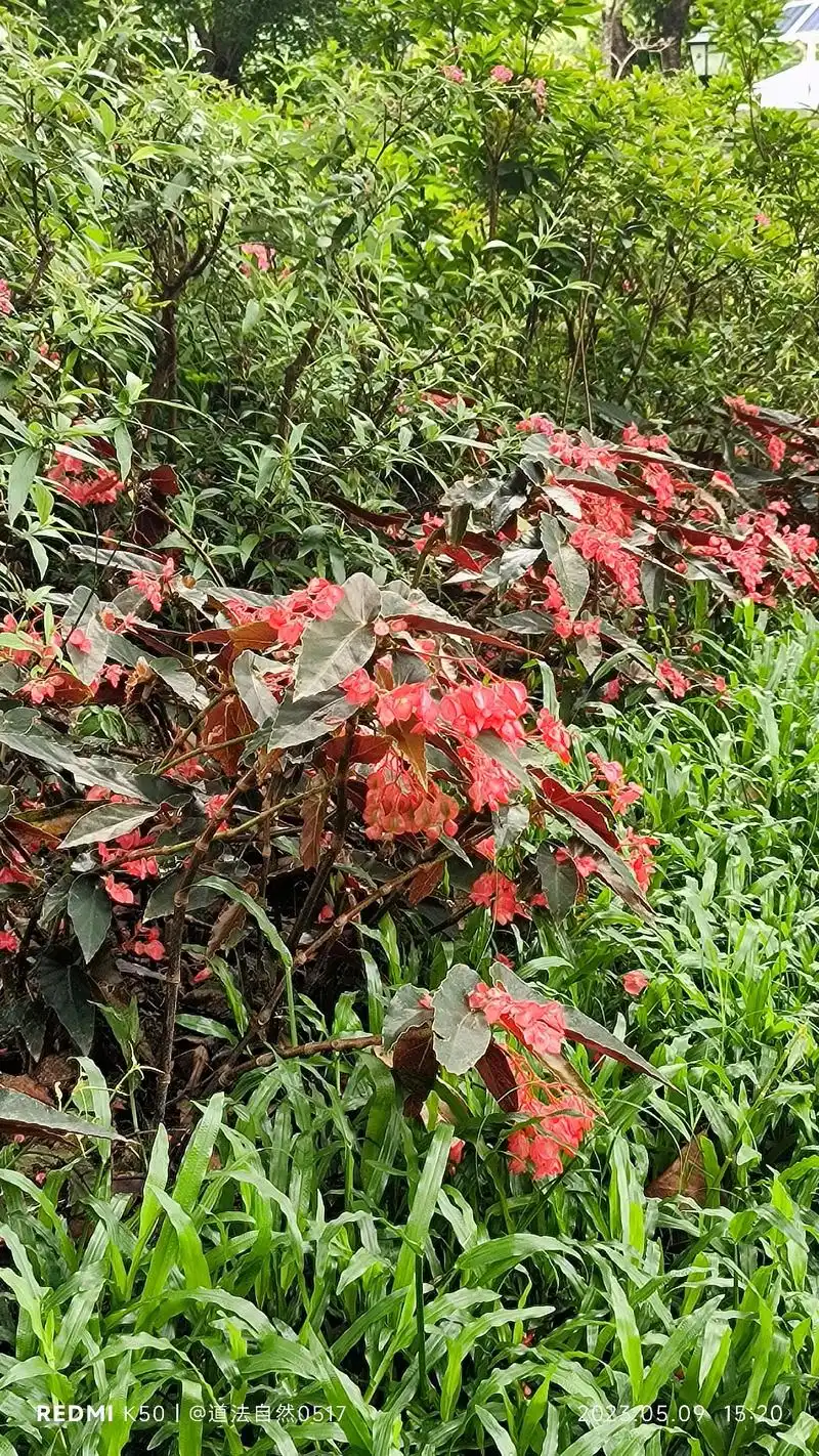 珊瑚秋海棠.【别名】红花竹节秋海棠,龙翅海棠 【科属】秋海棠 - 抖音