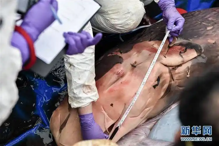 解剖发现搁浅死亡鲸鱼已怀孕 鲸鱼宝宝夭折