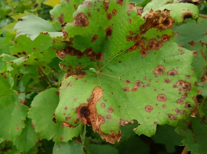 葡萄炭疽病的防治方法