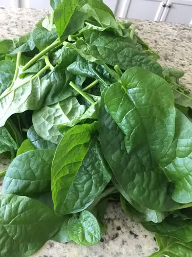 学种菜———扦插木耳菜