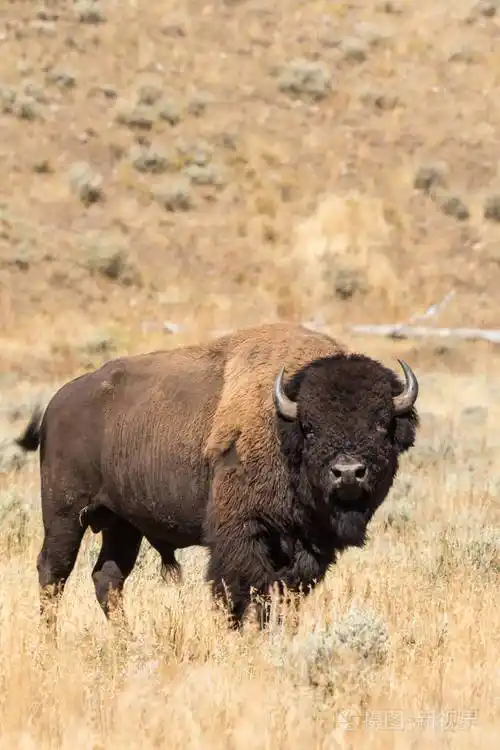 在秋天的野牛