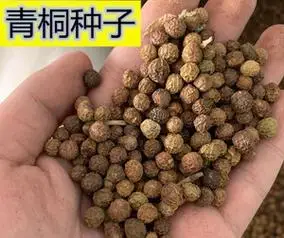 新采青桐种子林木树种梧桐树种子梧桐行道树种灌木林木乔木树种籽