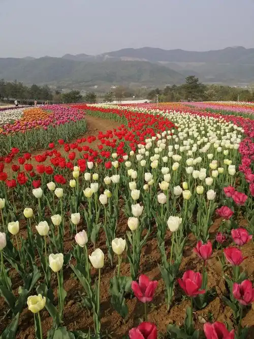 2020年3月圣境山花谷家人游 - 美篇