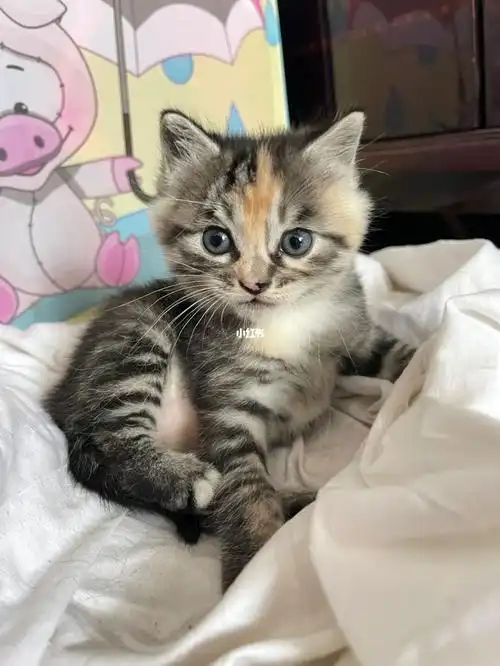 我家的中华田园土猫幼崽