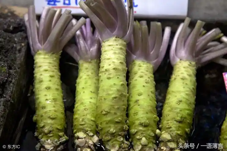 农村最贵的蔬菜,种植成功能卖到600一根-其他蔬菜_【三农电视网】农村