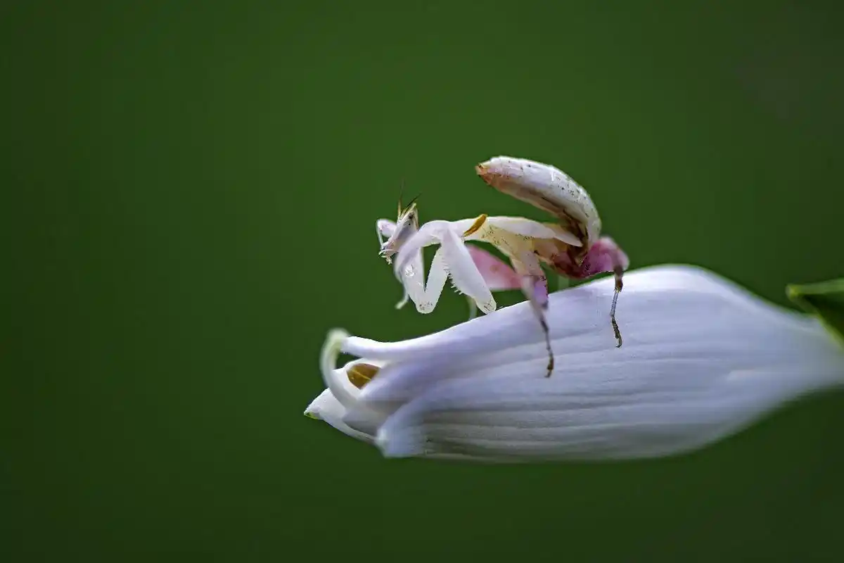 兰花螳螂,这个名字听起来似乎有些神秘和诡异,但它实际上是一种非常