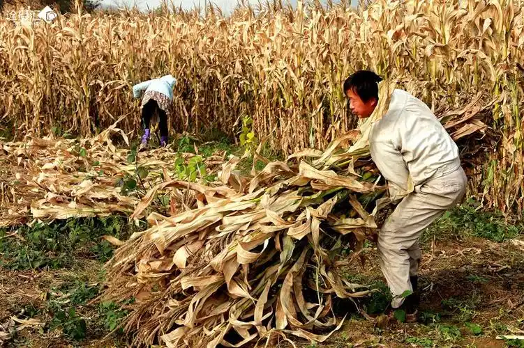 收割玉米
