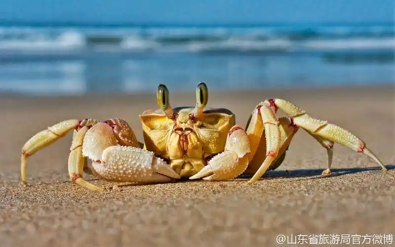 山东省旅游局官方微博:你知道螃蟹为什么横着走吗?因为有